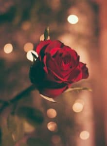 powerful love herbs