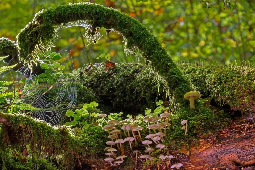 Herbs For Love